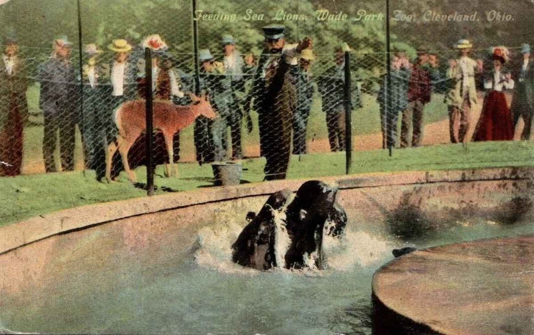 Sea Lions at Wade Park Zoo