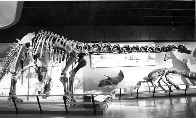 Happy the Haplocanthosaurus, ca. 1977