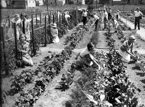 Vegetable Garden